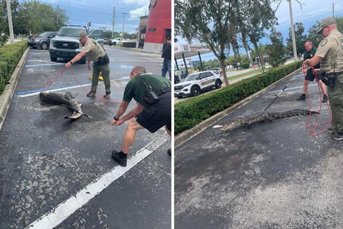 Аллигатора, шлявшегося возле ресторана, поймали и связали скотчем