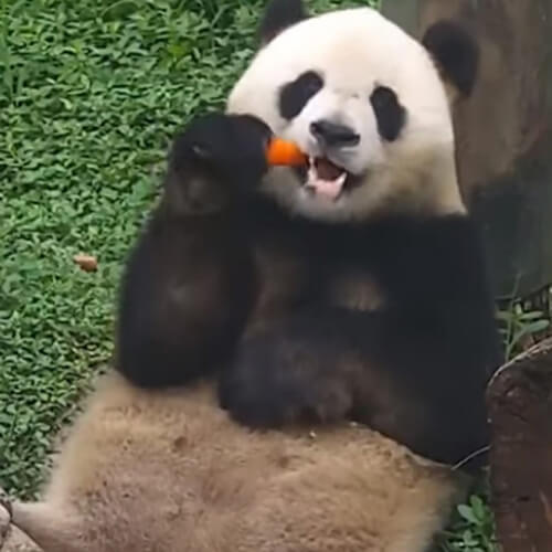 Панда готова не только перекусить, но и припрятать всё самое вкусное