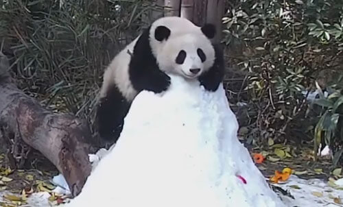 Вместо покорения снежной вершины панда научилась кататься с горки