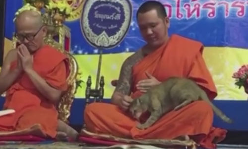 Молитвенное настроение монаха было прервано назойливой кошкой