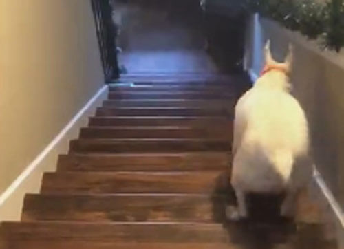 Весёлый пёс решил, что летать по лестнице куда интереснее, чем ходить