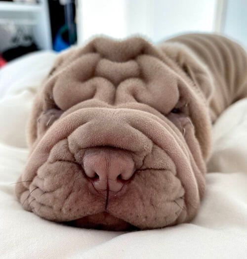 Очаровательный щенок выглядит как смятое одеяло