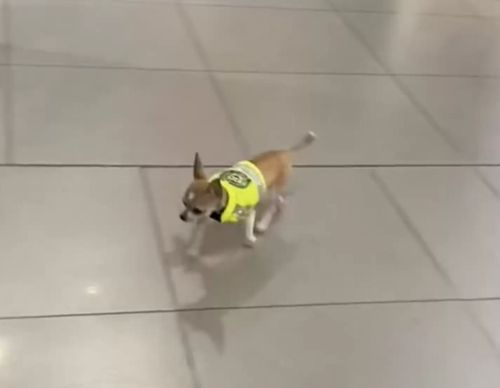 Маленькие собаки получили работу в службе безопасности аэропорта