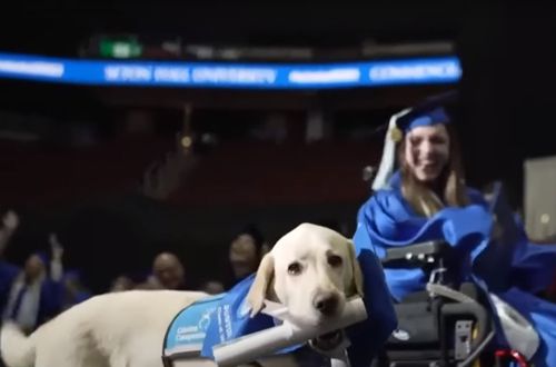 Служебной собаке, ходившей со студенткой на занятия, вручили диплом