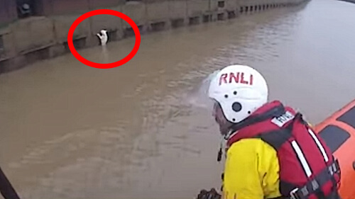 Кот упал в реку, но был благополучно спасён из холодной воды