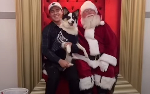 Чтобы подарить собаке рождественское настроение, хозяева отвели её на встречу с Сантой