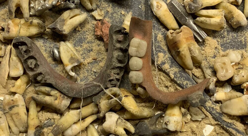 Сотрудники магазина во время ремонта нашли целый клад зубов