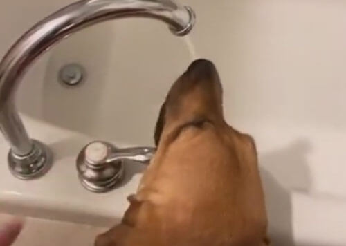 Пёс уверен, что пить воду куда вкуснее из-под крана, чем из миски