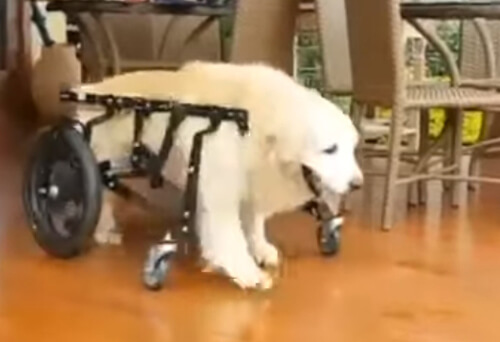 Собака, передвигающаяся с помощью инвалидной коляски, не разучилась плавать