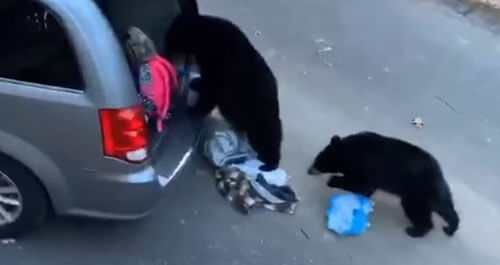 Медведи обокрали незапертый автомобиль