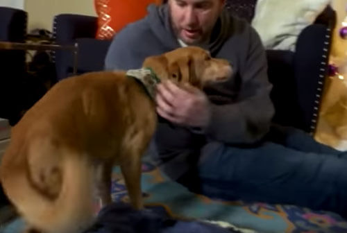 Семья дала приют бездомной собаке, первоначально даже не подозревая об этом