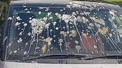Машина, припаркованная под фонарным столбом, пострадала от птичьих фекалий