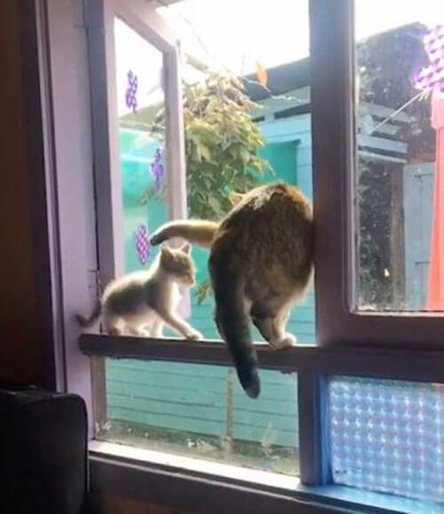 Злобная кошка выкинула котёнка из окна