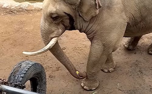 Добрый слон вернул ребёнку ботинок, упавший в вольер
