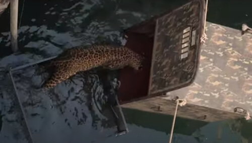 С помощью клетки-ловушки леопарда вытащили из колодца