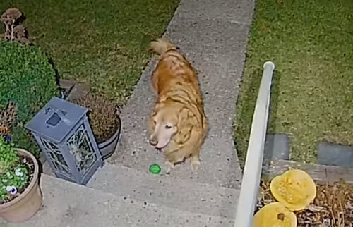 Соседский пёс явился на свидание с подарком