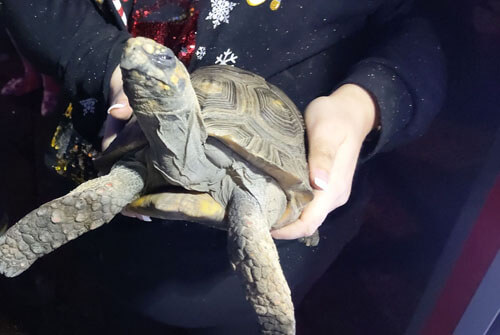 Злая черепаха, поджегшая собственный дом, была спасена