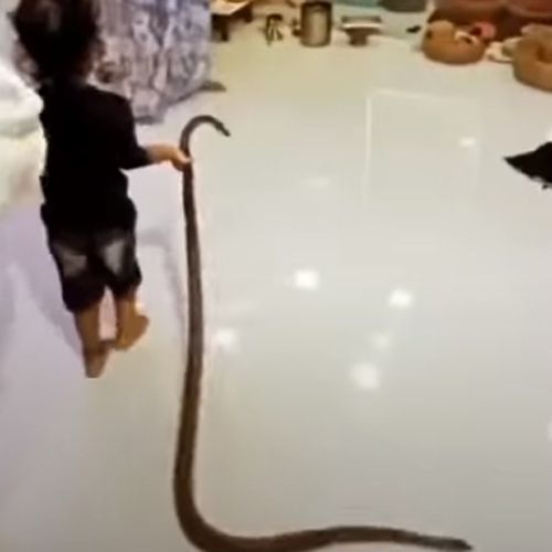 Малыш приволок в дом живую змею и напугал родственников