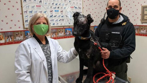 Пёс, выживший после ожогов, готовится стать терапевтическим животным