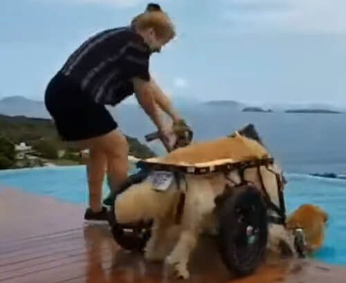 Собака, передвигающаяся с помощью инвалидной коляски, не разучилась плавать