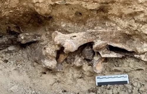 Кости, найденные на заднем дворе, оказались не зловещими, а очень древними