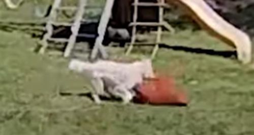 Пёс, крадущий подушки, попадается с поличным благодаря камере видеонаблюдения