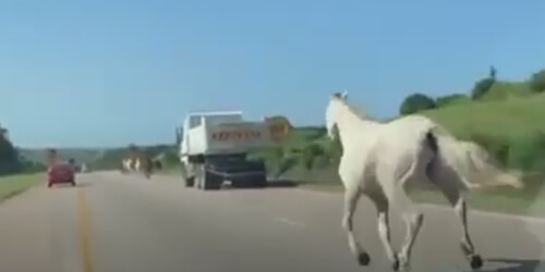 Лошадей, устроивших забег на трассе, спасать не пришлось
