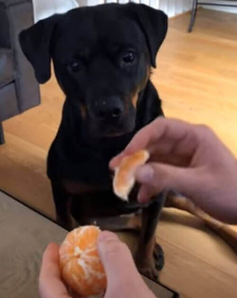 Вкусный мандарин заставил собаку пускать слюнки