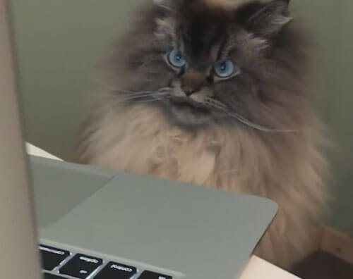 Кот увидел на экране ноутбука нечто, что очень его взбесило