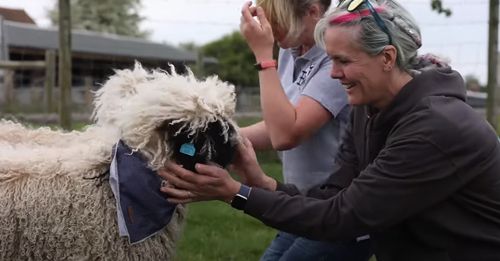 Подруги предлагают людям, попавшим в трудные жизненные ситуации, общаться с овцами
