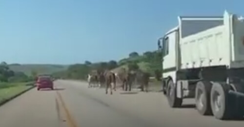 Лошадей, устроивших забег на трассе, спасать не пришлось