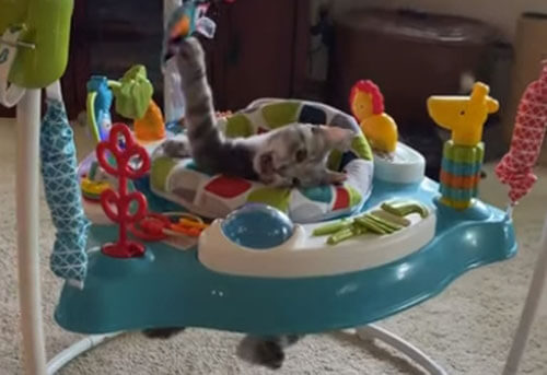 Кошка уверена, что детские кресла предназначены вовсе не для малышей