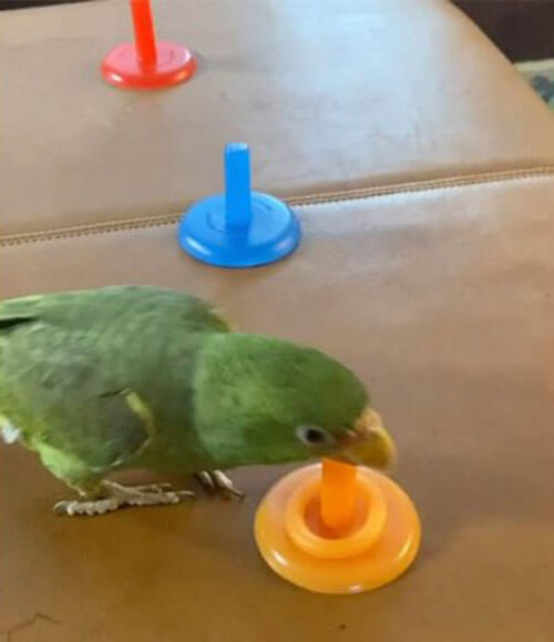 Хозяйка учит своего талантливого попугая множеству интересных трюков