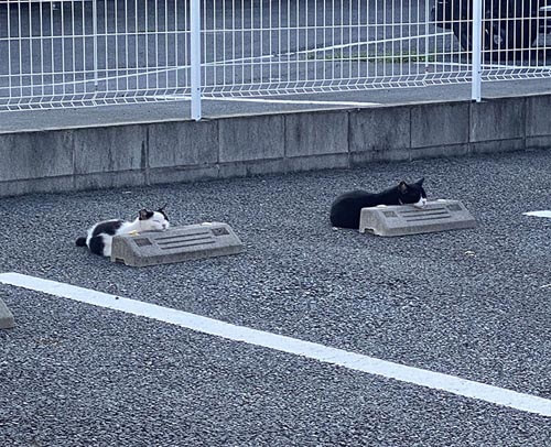 Парковочные барьеры становятся подушками для кошек