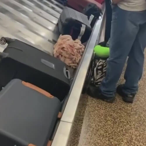 Сырая курица прокатилась на конвейерной ленте в аэропорту