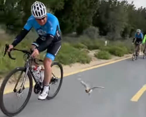 Птица заинтересовалась велоспортом, хотя велосипеда у неё не было