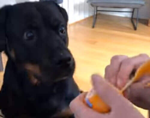 Вкусный мандарин заставил собаку пускать слюнки