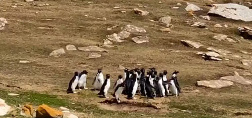 Две компании пингвинов остановились ради интересной беседы