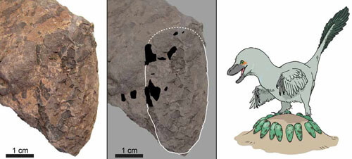 Исследователи обнаружили рекордно маленькое яйцо динозавра