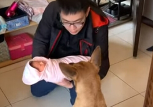 Пёс, познакомившийся с новым членом семьи, не смог сдержать восторг