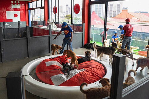Открылся отель и «детский сад» для собак, в котором животные получают роскошный сервис