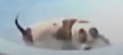 Питбуль спас щенка, упавшего в бассейн и чуть не утонувшего