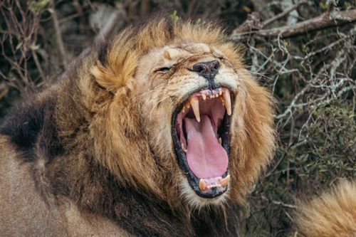 В зоопарке объявили тревогу из-за пяти львов, сбежавших из вольера