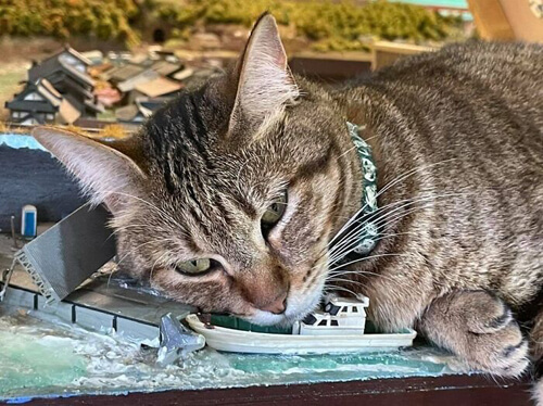 Бездомные кошки спасли от разорения ресторан с миниатюрными железными дорогами
