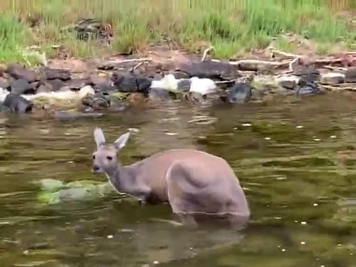 Чуть не утонувшего кенгуру успешно отбуксировали к берегу