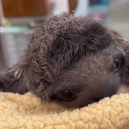Люди спасли крошечного ленивца, которому было всего несколько часов от роду