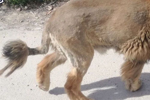 Лев, бродящий по улицам и напугавший горожан, оказался крупной собакой