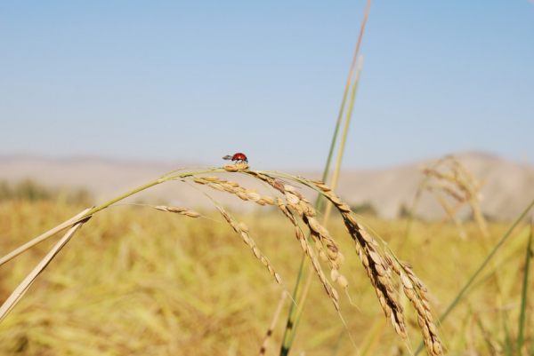 В Кыргызстане начали выращивать новый сорт риса