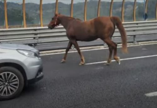 Лошадь пробежалась по автотрассе, но была поймана дорожной полицией