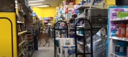 Олень, явившийся в магазин, напугал покупателей и напугался сам